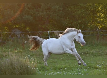 American Quarter Horse, Giumenta, 12 Anni, 148 cm, Champagne