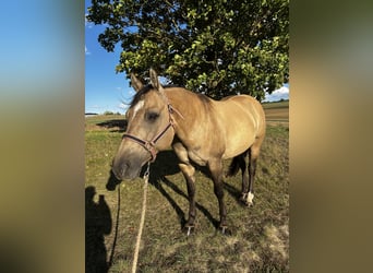 American Quarter Horse, Giumenta, 12 Anni, 149 cm, Pelle di daino