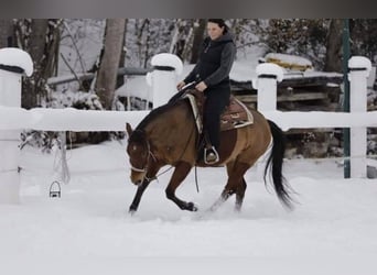 American Quarter Horse, Giumenta, 12 Anni, 150 cm, Baio