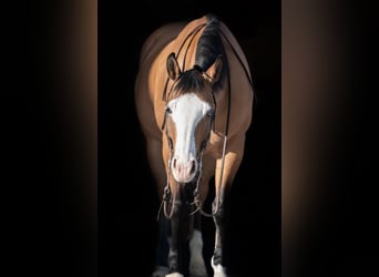 American Quarter Horse, Giumenta, 12 Anni, 150 cm, Dunalino