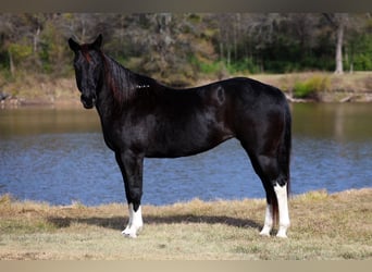 American Quarter Horse, Giumenta, 12 Anni, 150 cm, Morello