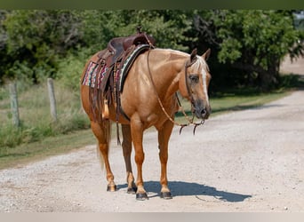 American Quarter Horse, Giumenta, 12 Anni, 150 cm, Palomino