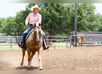 American Quarter Horse, Giumenta, 12 Anni, 150 cm, Palomino