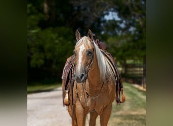 American Quarter Horse, Giumenta, 12 Anni, 150 cm, Palomino