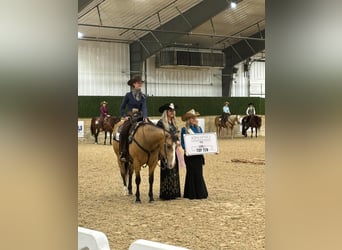 American Quarter Horse, Giumenta, 12 Anni, 150 cm, Pelle di daino