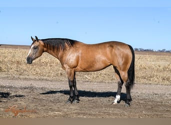 American Quarter Horse, Giumenta, 12 Anni, 150 cm, Pelle di daino