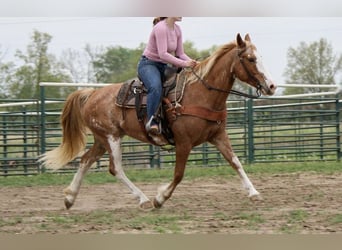American Quarter Horse Mix, Giumenta, 12 Anni, 150 cm, Roano rosso