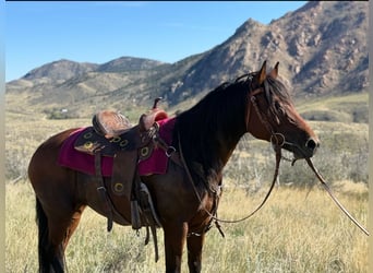 American Quarter Horse, Giumenta, 12 Anni, 152 cm, Baio ciliegia