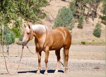 American Quarter Horse, Giumenta, 12 Anni, 152 cm, Palomino