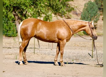 American Quarter Horse, Giumenta, 12 Anni, 152 cm, Palomino