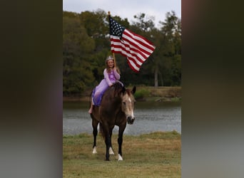 American Quarter Horse, Giumenta, 12 Anni, 152 cm, Pelle di daino