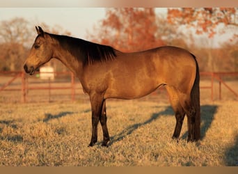 American Quarter Horse, Giumenta, 12 Anni, 152 cm, Pelle di daino