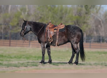 American Quarter Horse, Giumenta, 12 Anni, 152 cm, Roano blu