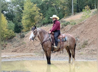 American Quarter Horse Mix, Giumenta, 12 Anni, 152 cm, Roano rosso