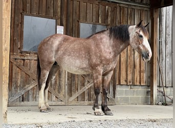 American Quarter Horse Mix, Giumenta, 12 Anni, 152 cm, Roano rosso