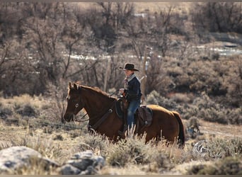 American Quarter Horse, Giumenta, 12 Anni, 152 cm, Sauro scuro