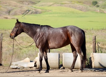 American Quarter Horse, Giumenta, 12 Anni, 155 cm, Baio roano