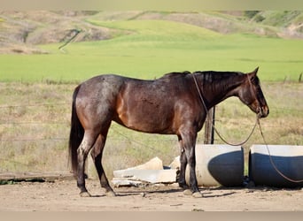 American Quarter Horse, Giumenta, 12 Anni, 155 cm, Baio roano