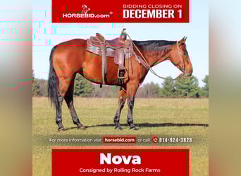 American Quarter Horse, Giumenta, 12 Anni, 157 cm, Baio ciliegia