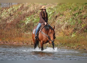 American Quarter Horse, Giumenta, 12 Anni, 157 cm, Baio ciliegia