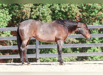 American Quarter Horse, Giumenta, 12 Anni, 157 cm, Baio roano