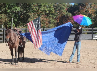 American Quarter Horse, Giumenta, 12 Anni, 157 cm, Baio roano