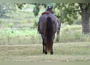 American Quarter Horse, Giumenta, 12 Anni, 157 cm, Baio roano