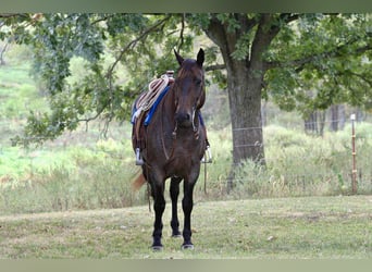 American Quarter Horse, Giumenta, 12 Anni, 157 cm, Baio roano