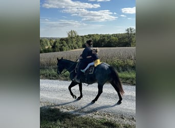 American Quarter Horse, Giumenta, 12 Anni, 157 cm, Baio roano
