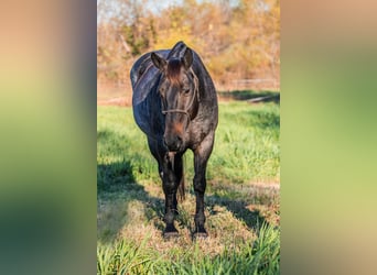 American Quarter Horse, Giumenta, 12 Anni, 157 cm, Baio roano