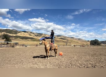 American Quarter Horse, Giumenta, 12 Anni, 157 cm, Palomino