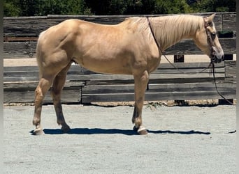 American Quarter Horse, Giumenta, 12 Anni, 157 cm, Palomino