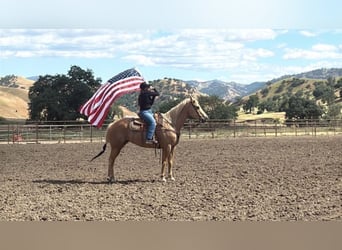 American Quarter Horse, Giumenta, 12 Anni, 157 cm, Palomino