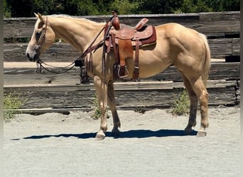 American Quarter Horse, Giumenta, 12 Anni, 157 cm, Palomino