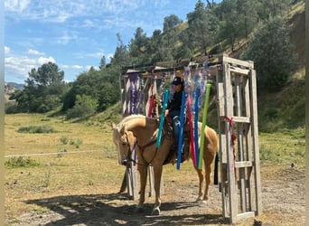 American Quarter Horse, Giumenta, 12 Anni, 157 cm, Palomino