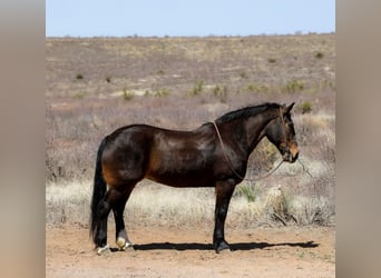 American Quarter Horse, Giumenta, 12 Anni, 160 cm, Baio ciliegia