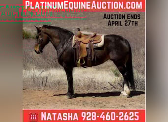 American Quarter Horse, Giumenta, 12 Anni, 160 cm, Baio ciliegia