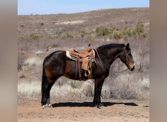 American Quarter Horse, Giumenta, 12 Anni, 160 cm, Baio ciliegia