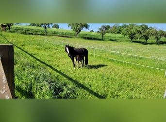 American Quarter Horse, Giumenta, 12 Anni, 160 cm, Morello