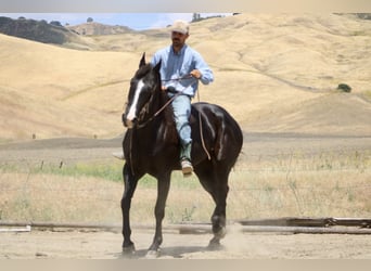 American Quarter Horse, Giumenta, 12 Anni, 160 cm, Morello