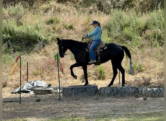 American Quarter Horse, Giumenta, 12 Anni, 160 cm, Morello