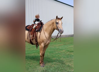 American Quarter Horse, Giumenta, 12 Anni, 163 cm, Champagne