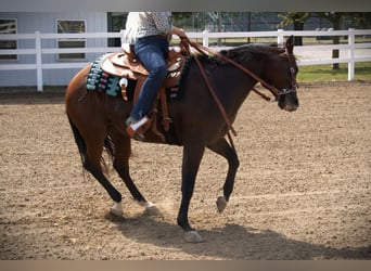 American Quarter Horse, Giumenta, 12 Anni, Baio ciliegia