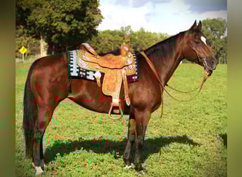 American Quarter Horse, Giumenta, 12 Anni, Baio ciliegia