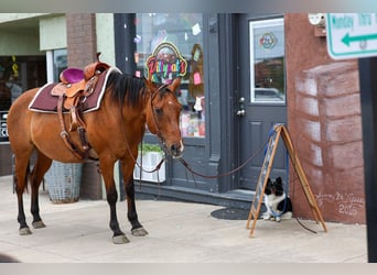 American Quarter Horse, Giumenta, 12 Anni, Falbo
