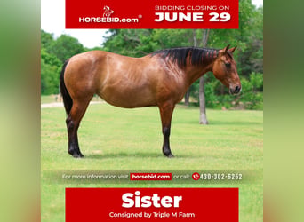 American Quarter Horse, Giumenta, 12 Anni, Falbo