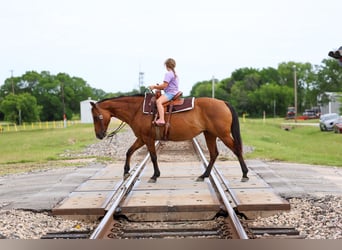 American Quarter Horse, Giumenta, 12 Anni, Falbo