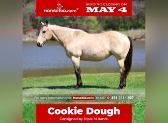 American Quarter Horse, Giumenta, 12 Anni, Pelle di daino