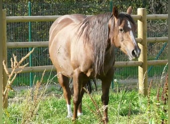 American Quarter Horse, Giumenta, 12 Anni, Sauro scuro