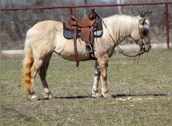 American Quarter Horse, Giumenta, 13 Anni, 122 cm, Baio